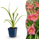 Perennial - Hemerocallis Summer Wine - Daylily - Bee and Butterfly Attractors - Purple - 3 Plants - Pot 11cm - Height 15-25cm