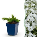 Perennial - Phlox Maischnee - Flame Flower - Ground Cover - White - 3 Plants - Pot 11cm - Height 15-25cm