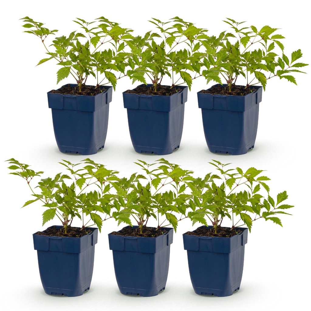Perennial - Astilbe (J) Deutschland - False Spirea - Shade - White - 6 Plants - Pot 11cm - Height 15-25cm