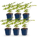 Peperoni (Perennial) – winterharte Fruchtpflanze, Höhe ca. 11 cm