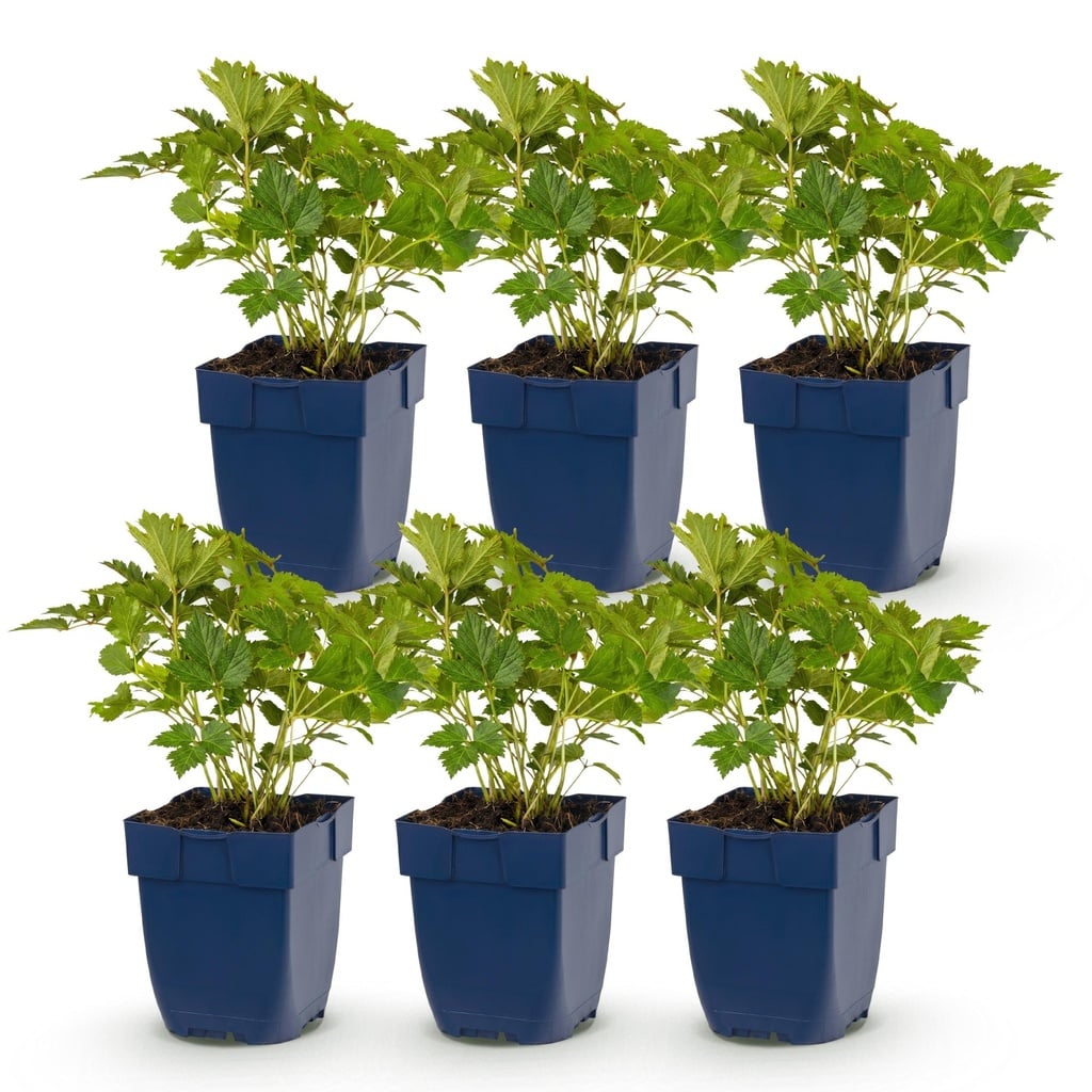 Perennial - Astilbe chin. Pumila - Plume Spirea - Shade - Purple - 6 Plants - Pot 11cm - Height 15-25cm