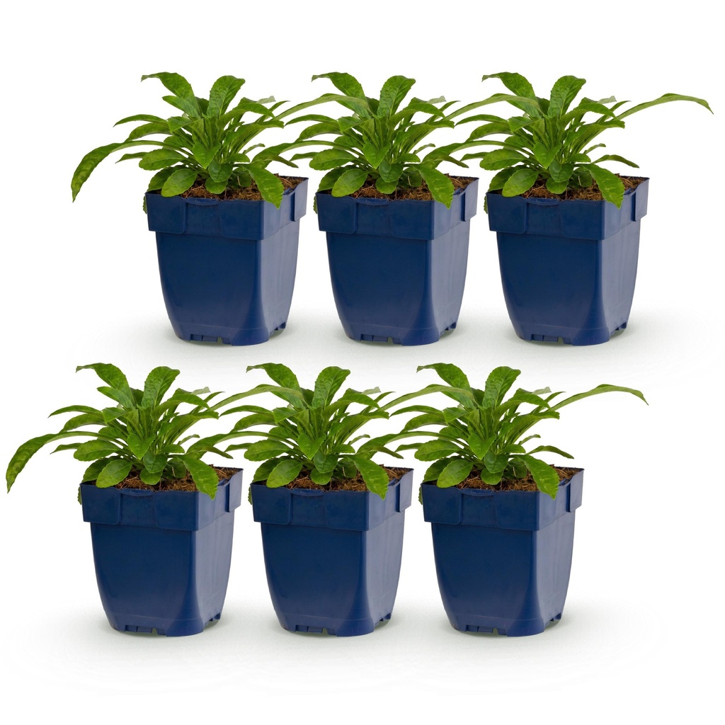 Perennial - Campanula pers. Alba - Peach Leaf Bellflower - Bee and Butterfly Attractor - White - 6 Plants - Pot 11cm - Height 15-25cm