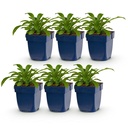 Perennial - Campanula pers. Alba - Peach Leaf Bellflower - Bee and Butterfly Attractor - White - 6 Plants - Pot 11cm - Height 15-25cm