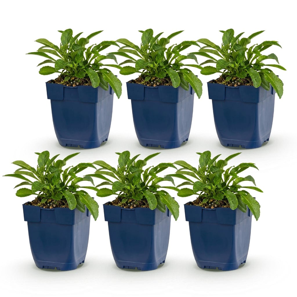Perennial - Campanula persicifolia - Peach Leaf Bellflower - Bee and Butterfly Attractors - Blue - 6 Plants - Pot 11cm - Height 15-25cm