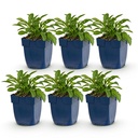 Perennial - Campanula persicifolia - Peach Leaf Bellflower - Bee and Butterfly Attractors - Blue - 6 Plants - Pot 11cm - Height 15-25cm