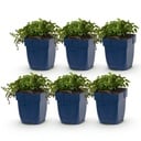Perennial - Campanula posch. Stella - Peachleaf Bellflower - Ground Cover - Purple - 6 Plants - Pot 11cm - Height 15-25cm