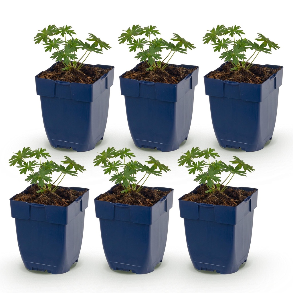 Perennial - Geranium sang. Album - Crane's Bill - Ground Covering - White - 6 Plants - Pot 11cm - Height 15-25cm