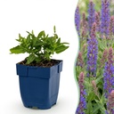 Perennial - Salvia nem. Sense Deepl Blue - Sage - Bee and Butterfly Attractors - Purple - 6 Plants - Pot 11cm - Height 15-25cm