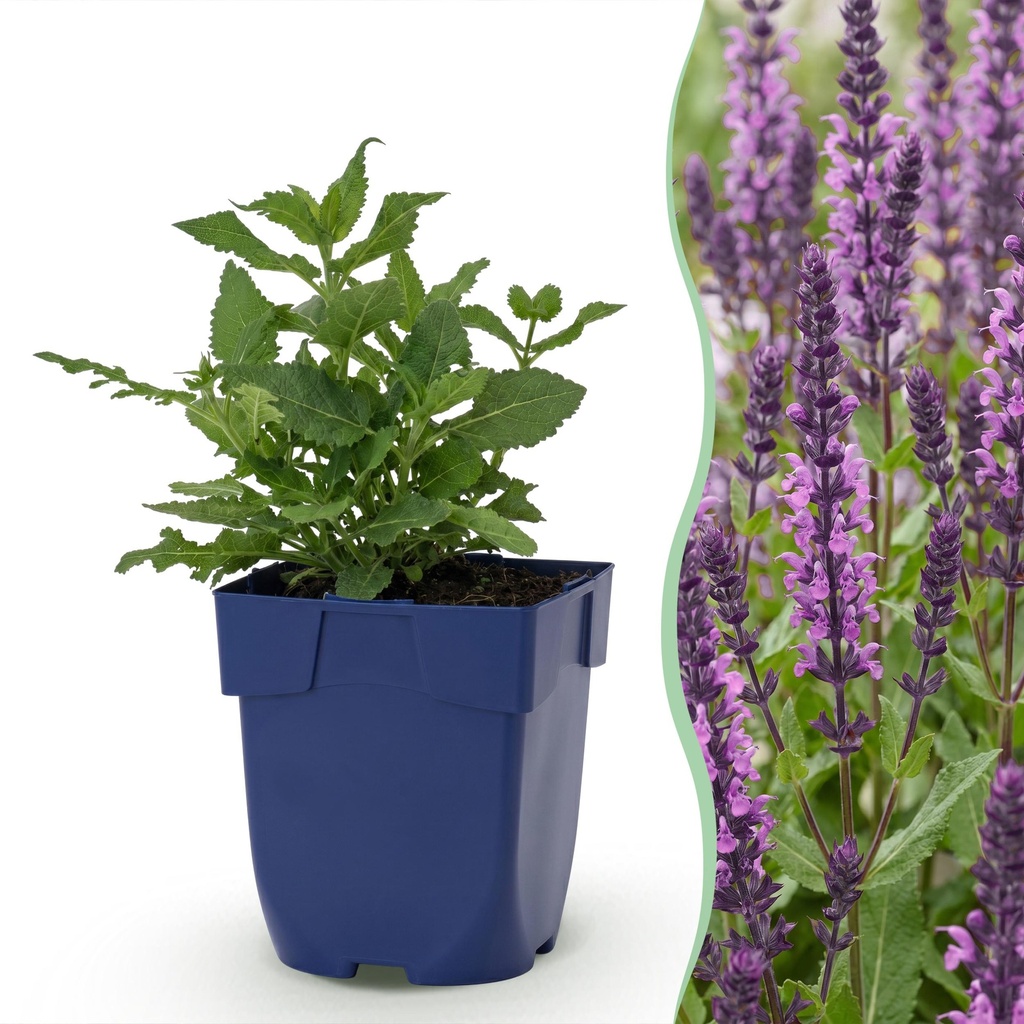 Perennial - Salvia nem. Sense Deep Pink - Sage - Bee and Butterfly Attractors - Pink - 6 Plants - Pot 11cm - Height 15-25cm