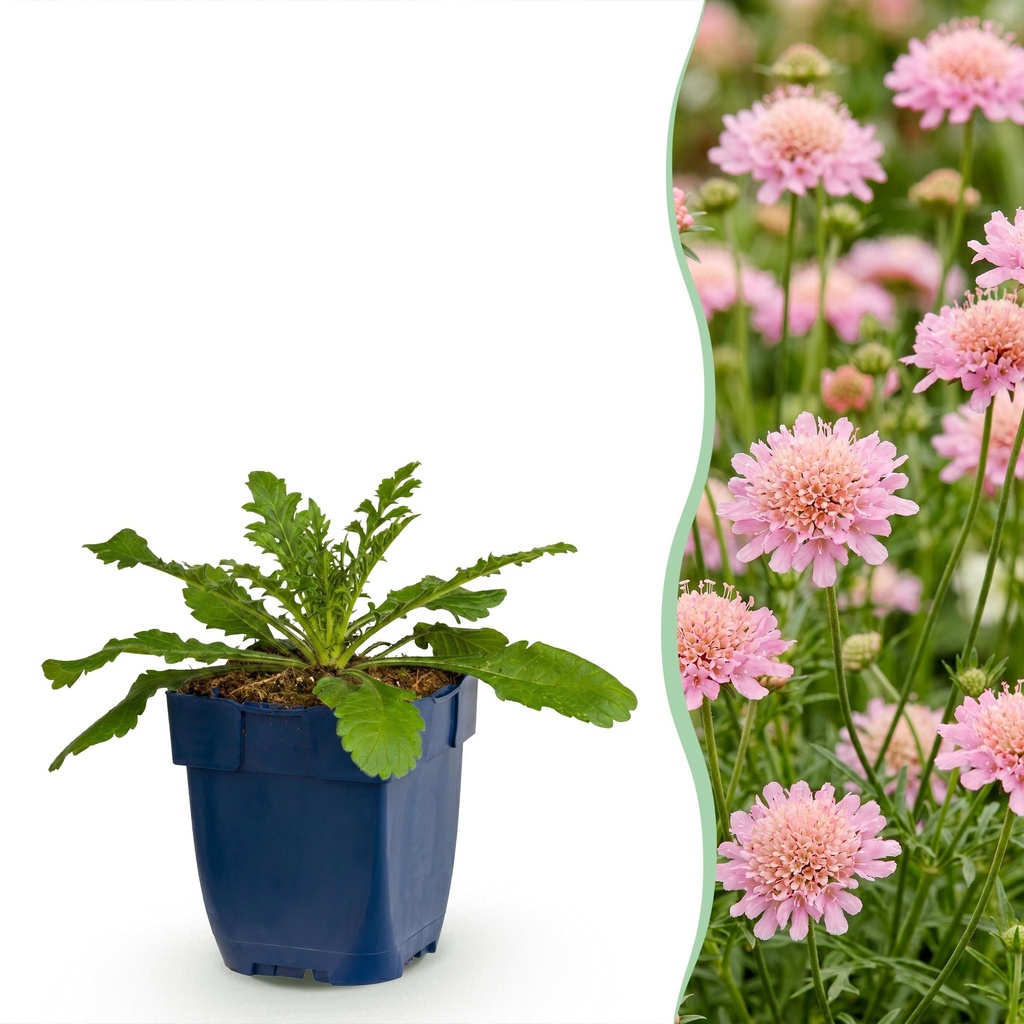Perennial - Scabiosa col. Pink Mist - Dove's Herb - Bee and Butterfly Attractors - Pink - 6 Plants - Pot 11cm - Height 15-25cm