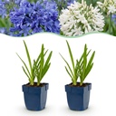 Perennial - Agapanthus Duo - African Lily - Bee and Butterfly Attractors - Blue - White - 6 Plants - Pot 11cm - Height 15-25cm