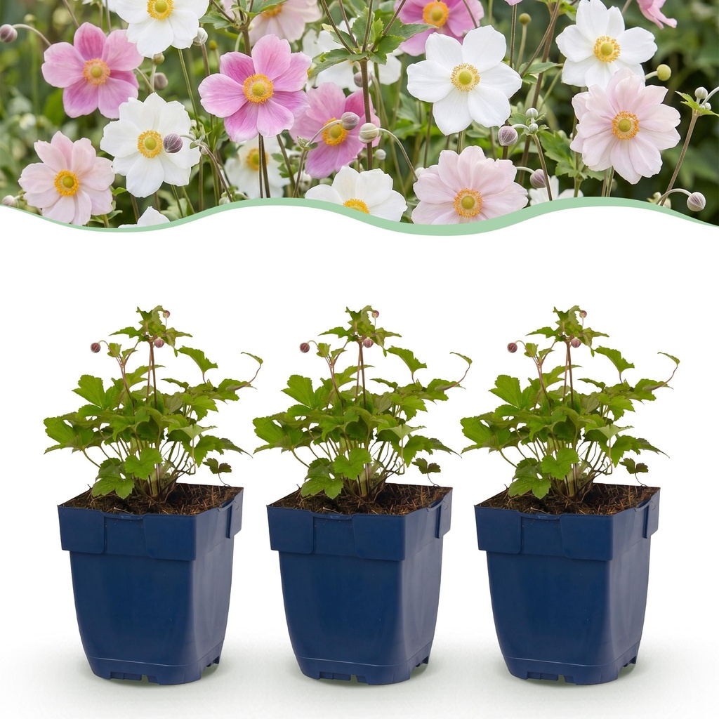 Perennial - Anemone Tricolour - Autumn Anemone - Shade - Dark Pink - Pink - White - 6 Plants - Pot 11cm - Height 15-25cm