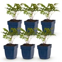 Peperoni (Perennial) – winterharte Fruchtpflanze, Höhe ca. 11 cm