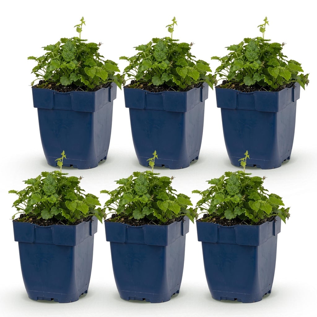 Perennial - Campanula portenschlagiana Tricolour - Peachleaf Bellflower - Ground Cover - Purple - Pink - White - 6 Plants - Pot 11cm - Height 15-25cm
