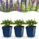 Perennial - Salvia Tricolour - Sage - Fragrant - Purple - Pink - White - 6 Plants - Pot 11cm - Height 15-25cm