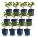 Peperoni (Perennial) – winterharte Fruchtpflanze, Höhe ca. 11 cm