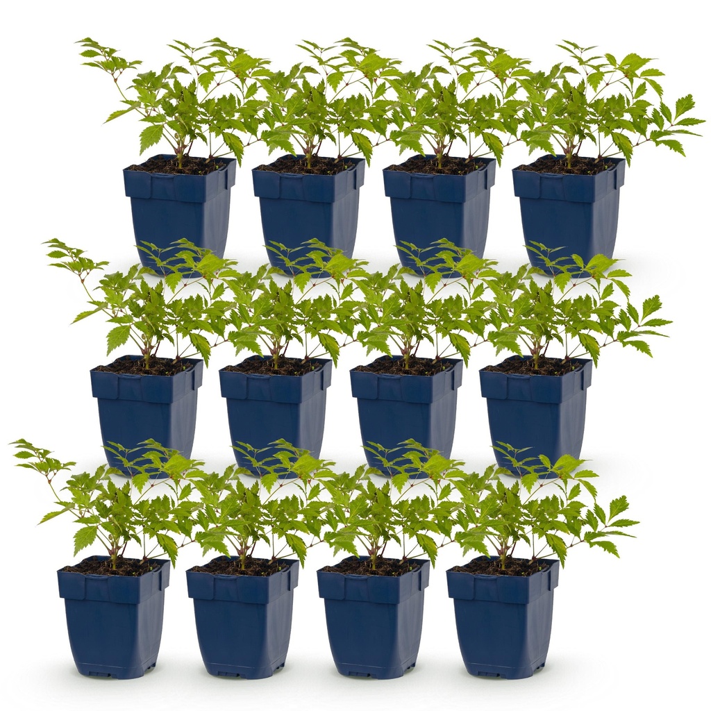 Perennial - Astilbe (J) Deutschland - Plume Spiraea - Shade - White - 12 Plants - Pot 11cm - Height 15-25cm