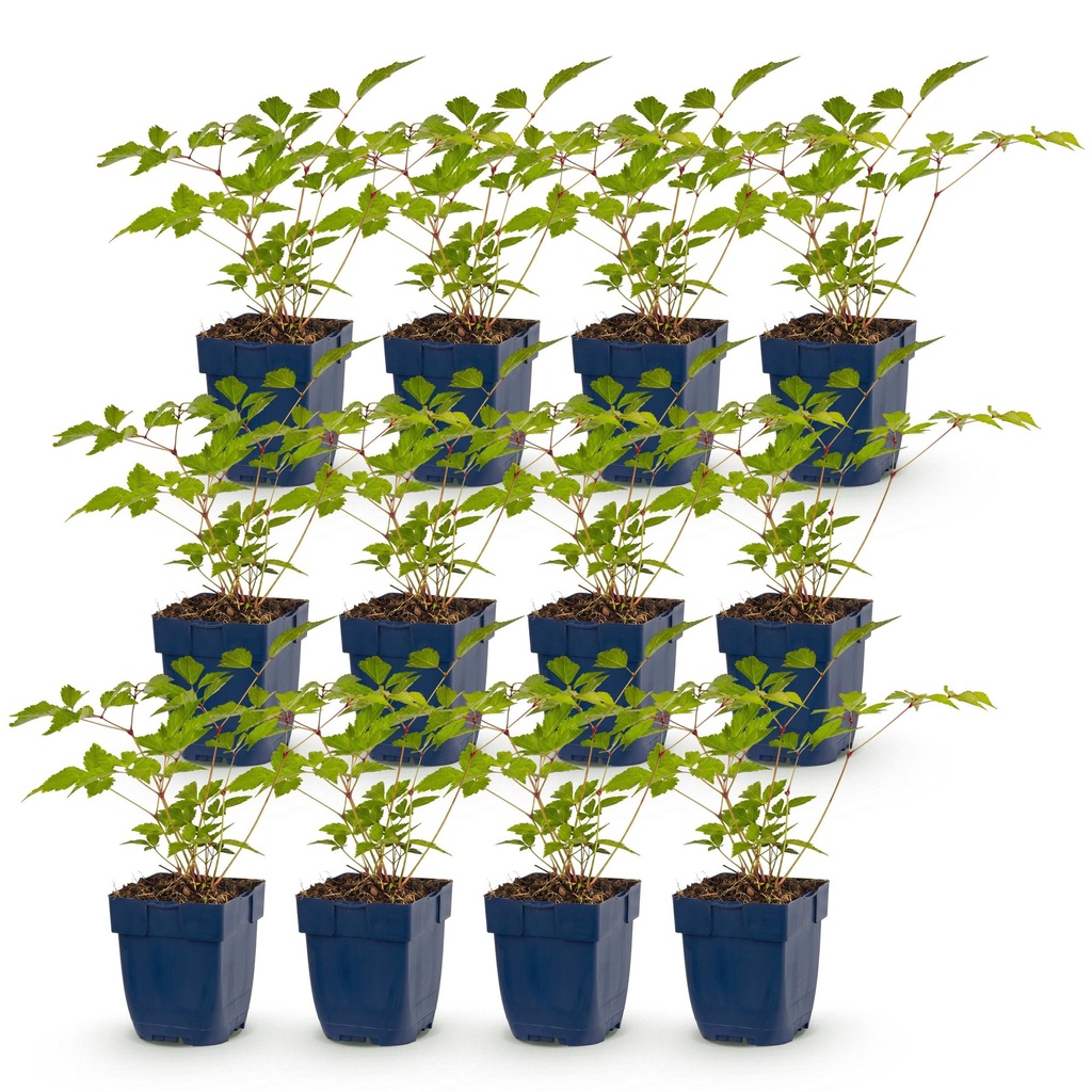 Perennial - Astilbe (J) Europa - Plume Spiraea - Shade - Pink - 12 Plants - Pot 11cm - Height 15-25cm