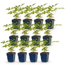 Peperoni (Perennial) – winterharte Fruchtpflanze, Höhe ca. 11 cm