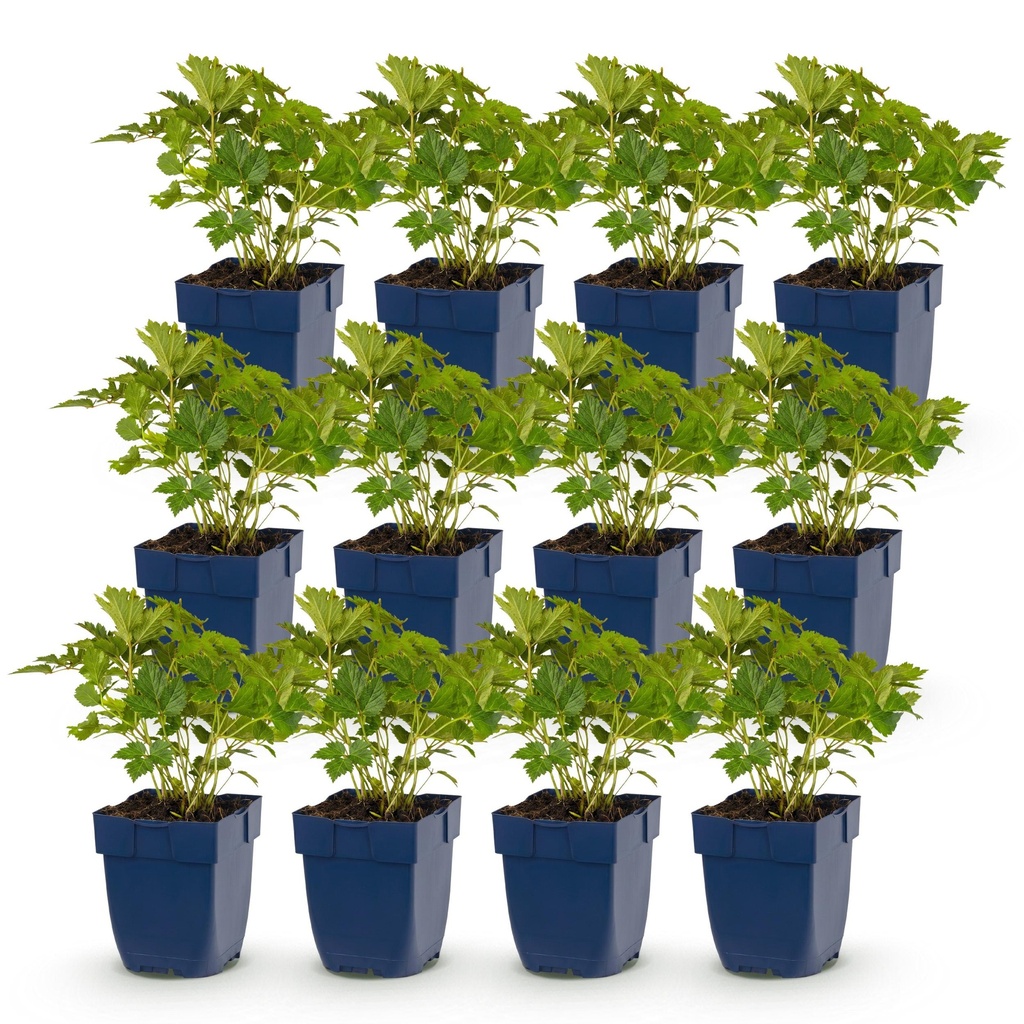 Perennial - Astilbe chin. Pumila - False Spirea - Shade - Purple - 12 Plants - Pot 11cm - Height 15-25cm