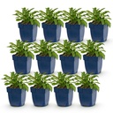 Perennial - Campanula persicifolia - Peach-leaved Bellflower - Bee and Butterfly Attractors - Blue - 12 Plants - Pot 11cm - Height 15-25cm