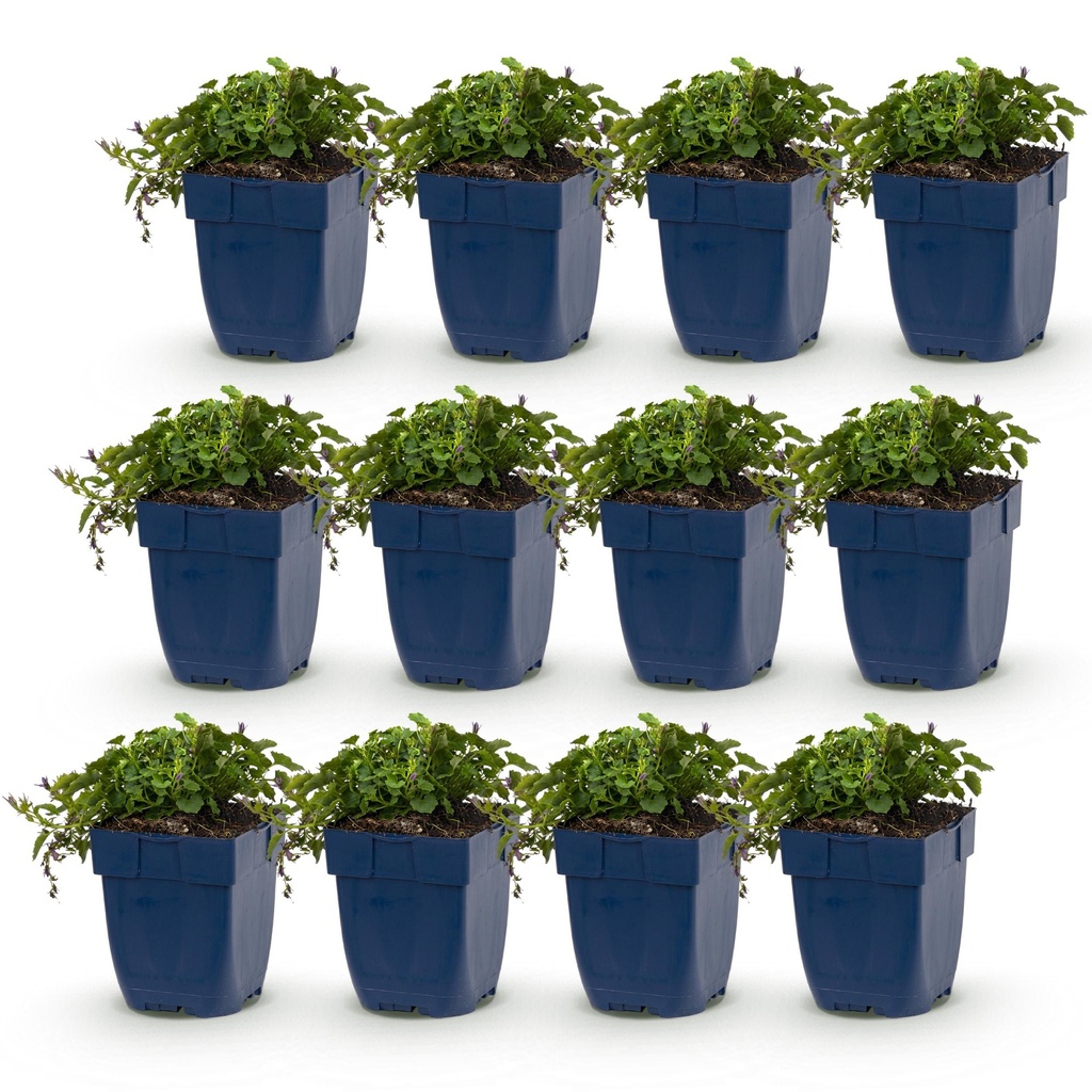 Perennial - Campanula posch. Stella - Peach Leaf Bellflower - Ground Cover - Purple - 12 Plants - Pot 11cm - Height 15-25cm