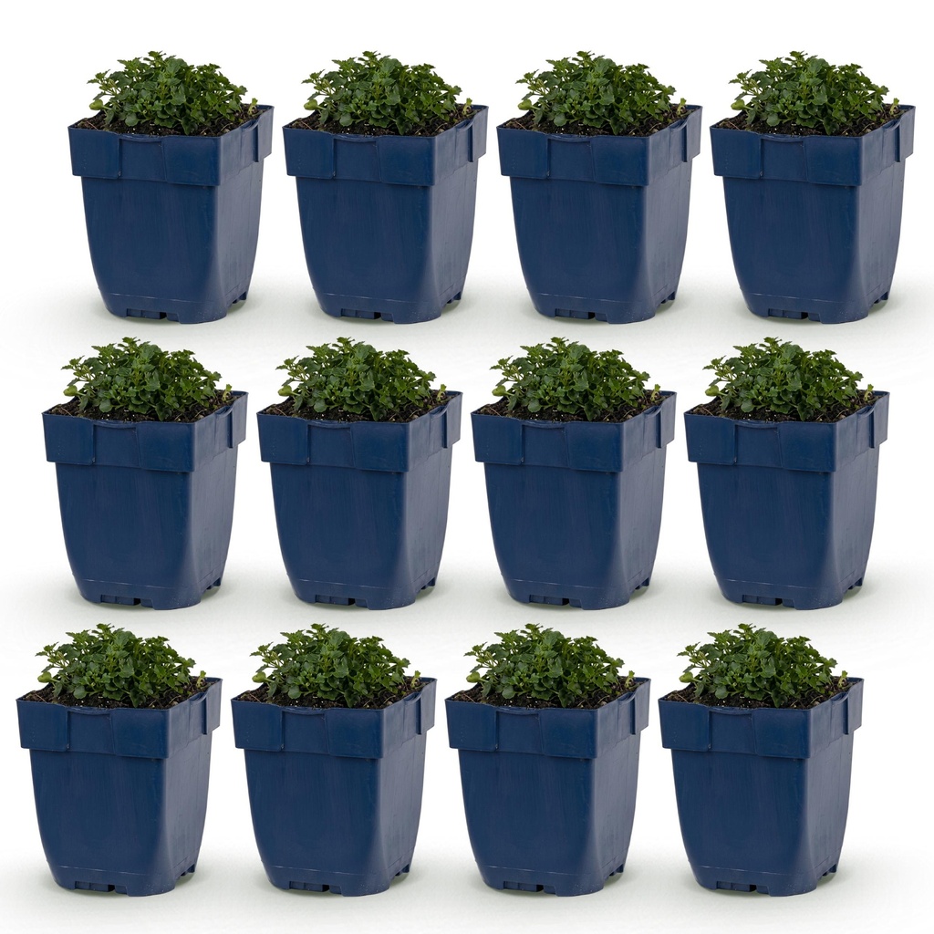 Perennial - Campanula portenschlagiana - Peach-leaved bellflower - Ground cover - Pink - 12 Plants - Pot 11cm - Height 15-25cm