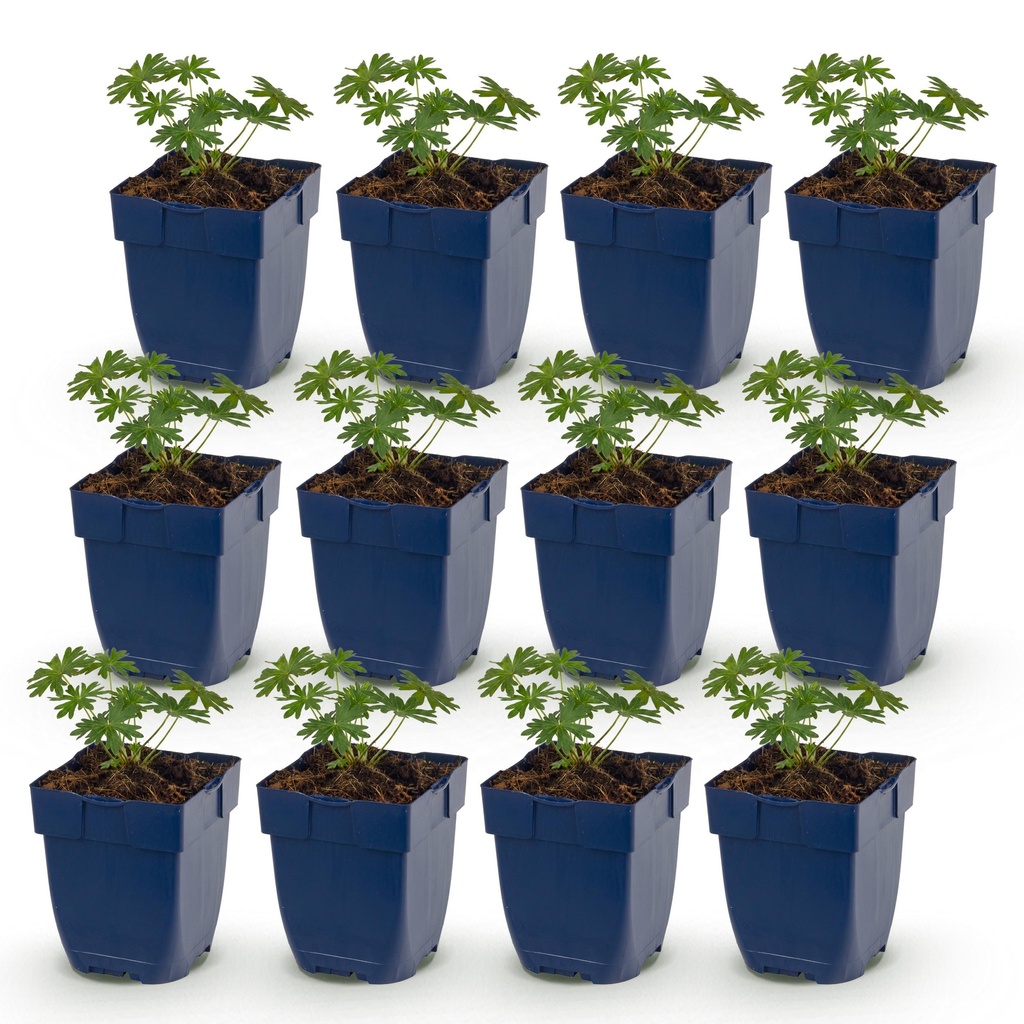 Perennial - Geranium sang. Album - Cranesbill - Ground Cover - White - 12 Plants - Pot 11cm - Height 15-25cm