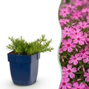 Perennial - Phlox MacDaniel's Cushion - Flame Flower - Ground Cover - Dark Pink - 12 Plants - Pot 11cm - Height 15-25cm
