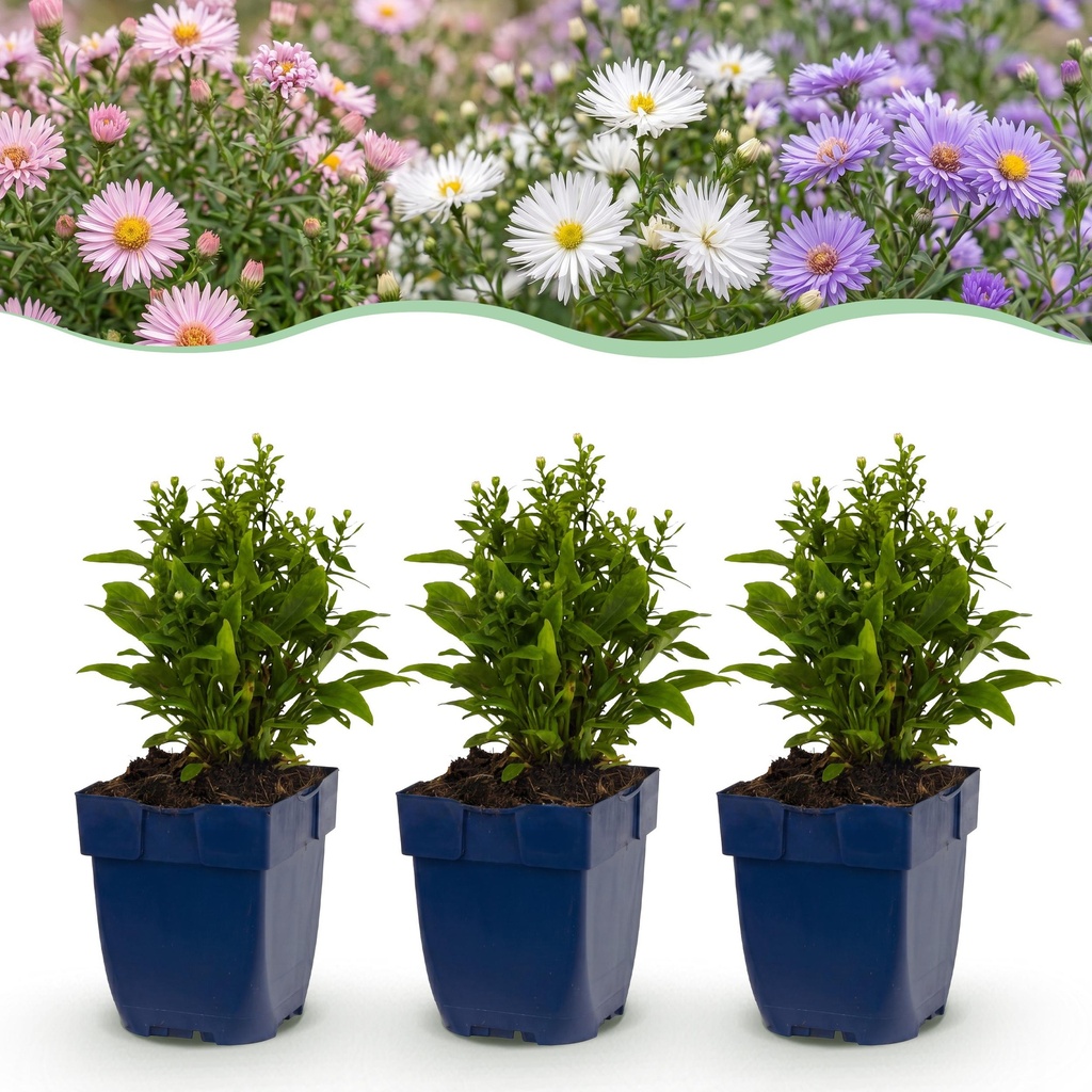 Perennial - Aster Tricolour - Sea Aster - Bee and Butterfly Attractors - Purple - Pink - White - 12 Plants - Pot 11cm - Height 15-25cm