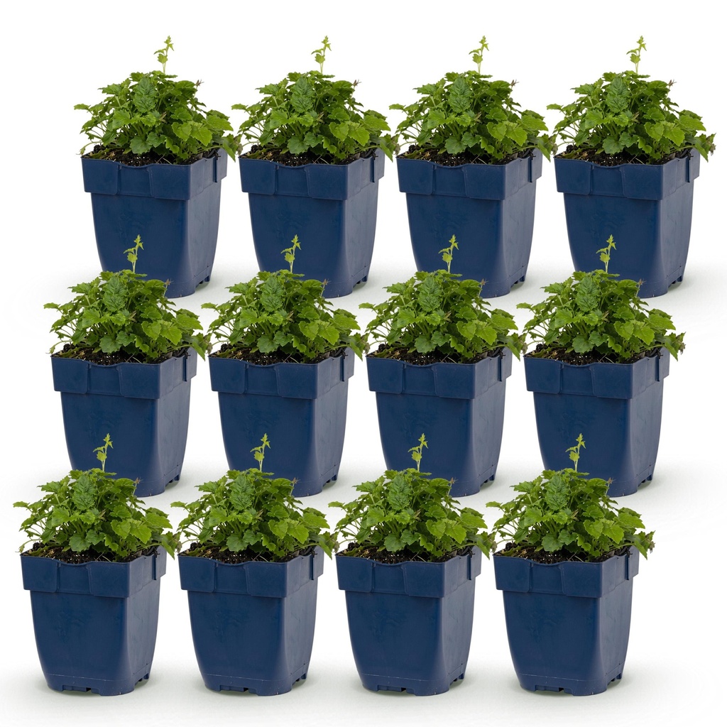 Perennial - Campanula portenschlagiana Tricolour - Peachleaf bellflower - Groundcover - Purple - Pink - White - 12 Plants - Pot 11cm - Height 15-25cm