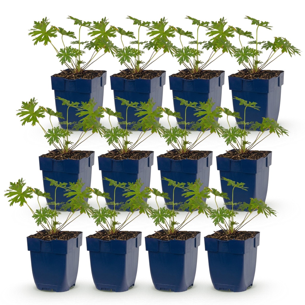 Perennial - Geranium Tricolour - Crane's Bill - Ground Cover - Purple - Pink - White - 12 Plants - Pot 11cm - Height 15-25cm