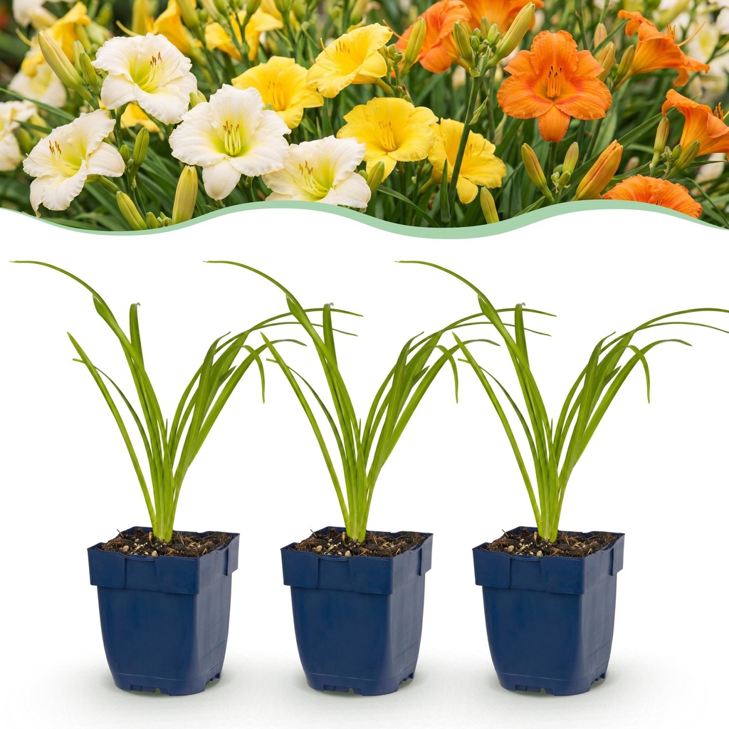 Perennial - Hemerocallis Tricolour - Daylily - Bee and butterfly attractors - Cream - Yellow - Red - 12 Plants - Pot 11cm - Height 15-25cm