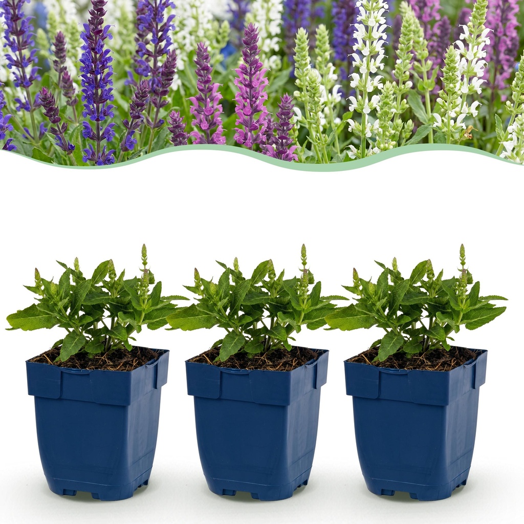 Perennial - Salvia Tricolour - Sage - Fragrant - Purple - Pink - White - 12 Plants - Pot 11cm - Height 15-25cm