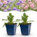 Perennial - Scabiosa Duo - Pincushion Flower - Bee and Butterfly Attractors - Purple - Pink - 12 Plants - Pot 11cm - Height 15-25cm