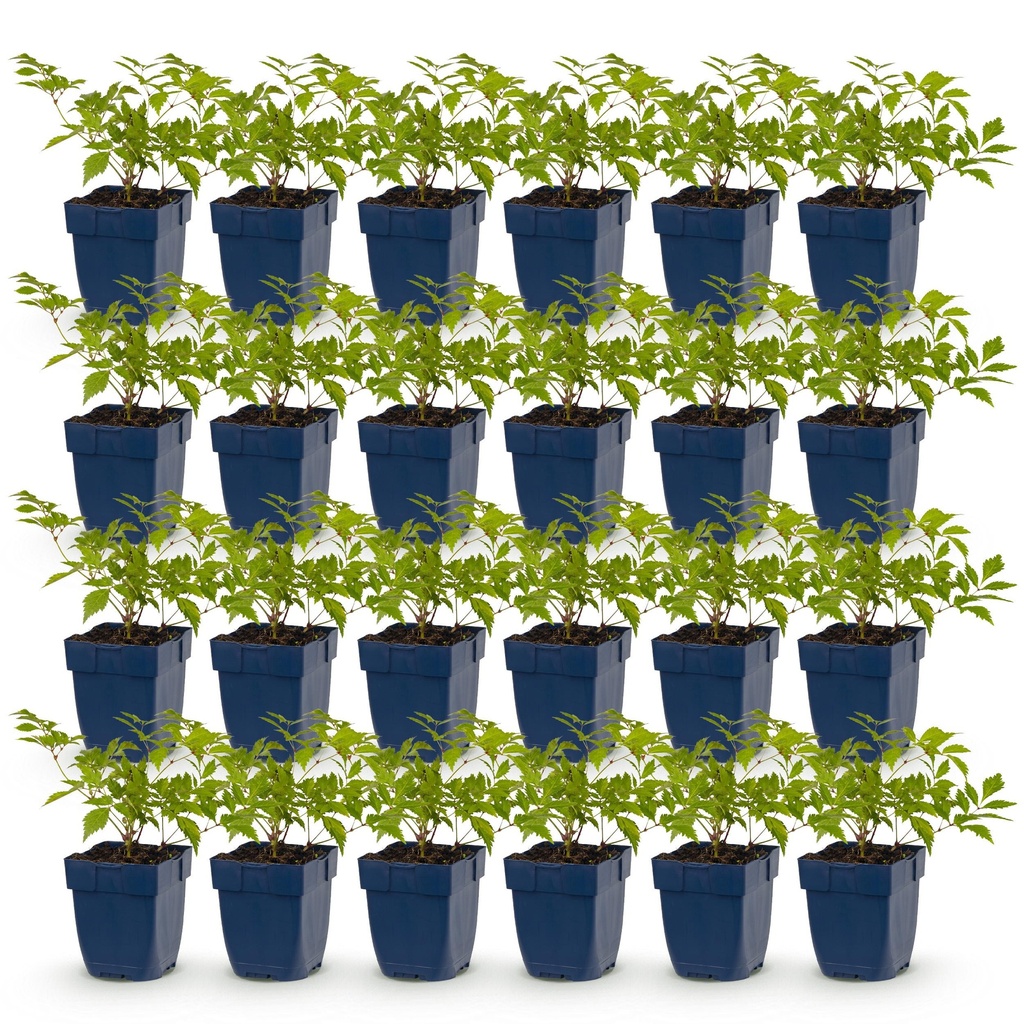 Perennial - Astilbe (J) Deutschland - Plume Spiraea - Shade - White - 24 Plants - Pot 11cm - Height 15-25cm