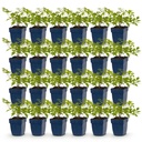 Peperoni (Perennial) – winterharte Fruchtpflanze, Höhe ca. 11 cm