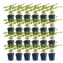 Peperoni (Perennial) – winterharte Fruchtpflanze, Höhe ca. 11 cm