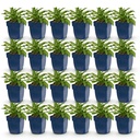 Perennial - Campanula persicifolia - Peach-leaved Bellflower - Bee and Butterfly Attractors - Blue - 24 Plants - Pot 11cm - Height 15-25cm