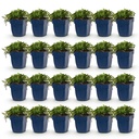 Perennial - Campanula posch. Stella - Peach Leaf Bellflower - Ground Cover - Purple - 24 Plants - Pot 11cm - Height 15-25cm