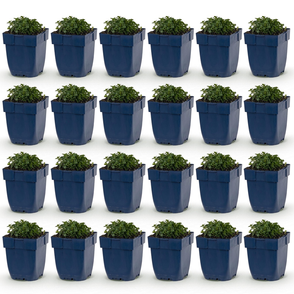 Perennial - Campanula portenschlagiana - Peach-leaved bellflower - Ground cover - Pink - 24 Plants - Pot 11cm - Height 15-25cm