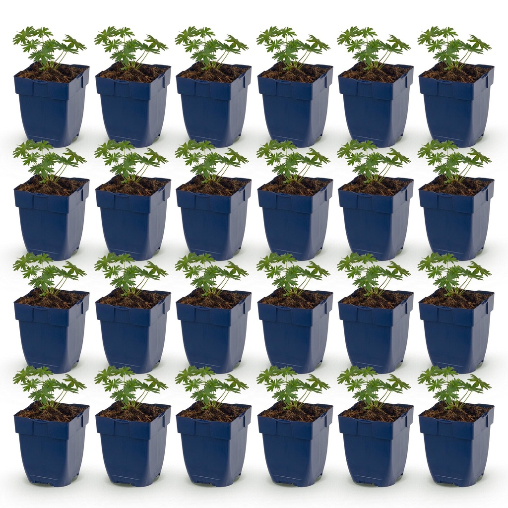 Perennial - Geranium sang. Album - Cranesbill - Ground Cover - White - 24 Plants - Pot 11cm - Height 15-25cm