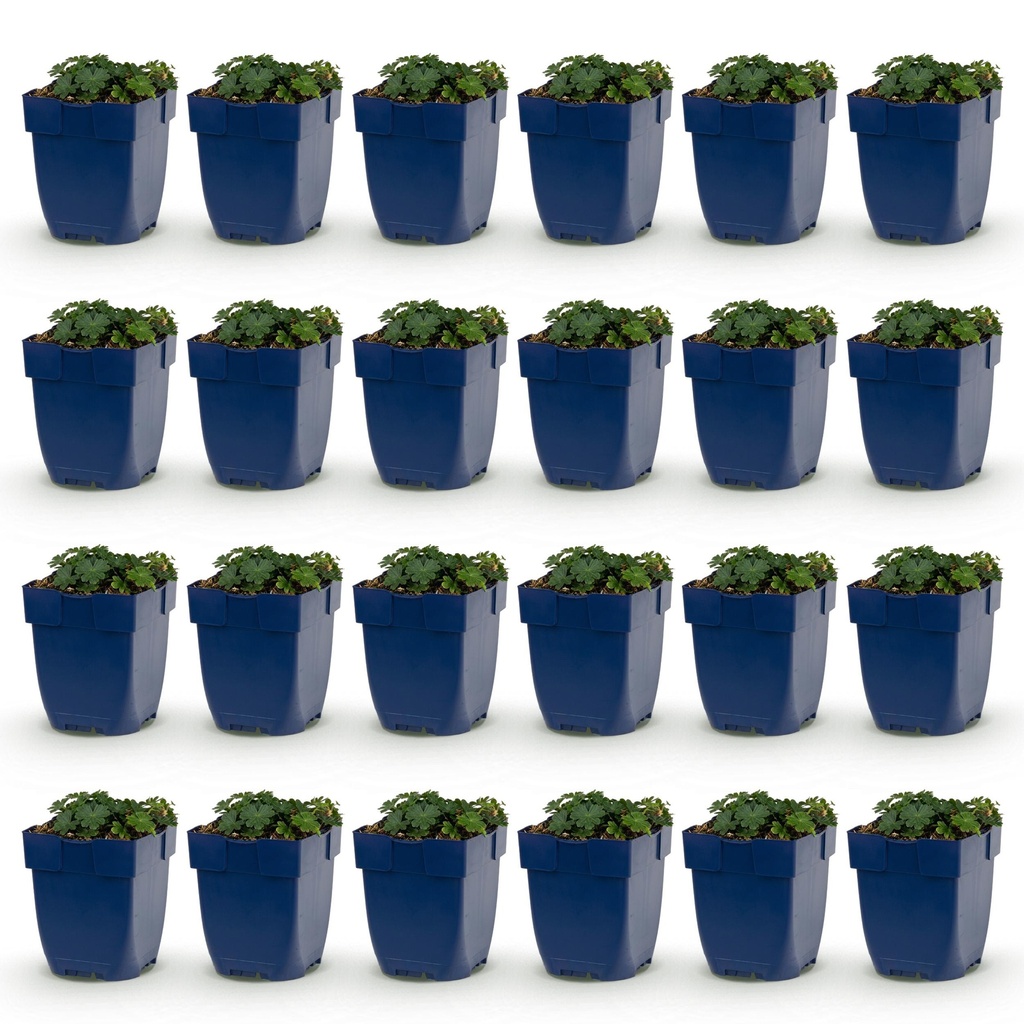 Perennial - Geranium sang. Max Frei - Cranesbill - Ground Cover - Pink - 24 Plants - Pot 11cm - Height 15-25cm