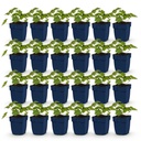 Bodendecker 'Rozanne' (Ground cover) – winterharter Bodendecker, Höhe ca. 11 cm