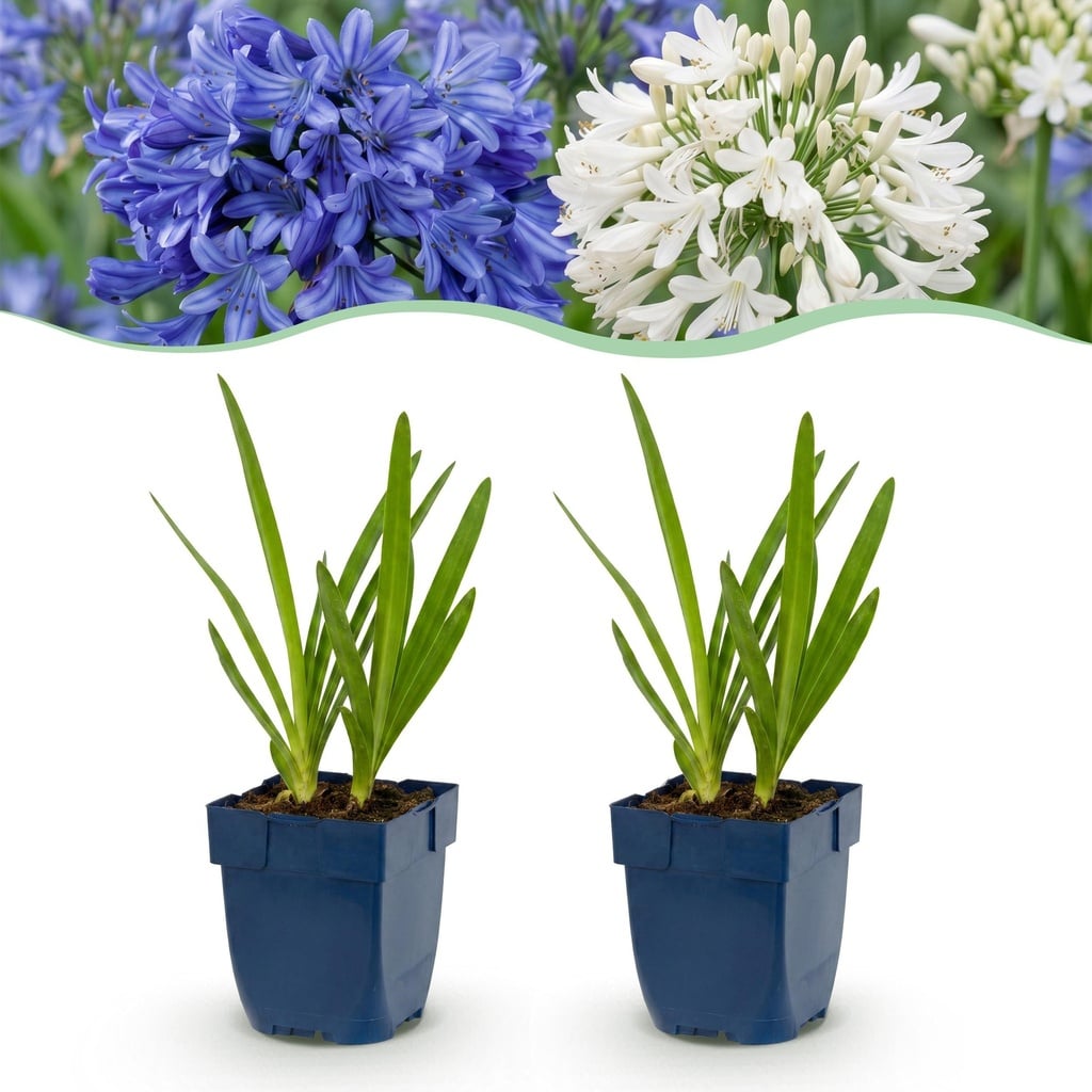 Perennial - Agapanthus Duo - African Lily - Bee and Butterfly Attractors - Blue - White - 24 Plants - Pot 11cm - Height 15-25cm