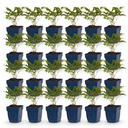 Peperoni (Perennial) – winterharte Fruchtpflanze, Höhe ca. 11 cm