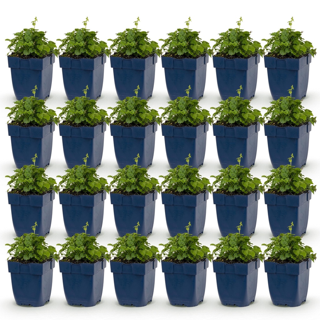 Perennial - Campanula portenschlagiana Tricolour - Peachleaf bellflower - Groundcover - Purple - Pink - White - 24 Plants - Pot 11cm - Height 15-25cm
