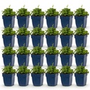 Perennial - Campanula portenschlagiana Tricolour - Peachleaf bellflower - Groundcover - Purple - Pink - White - 24 Plants - Pot 11cm - Height 15-25cm