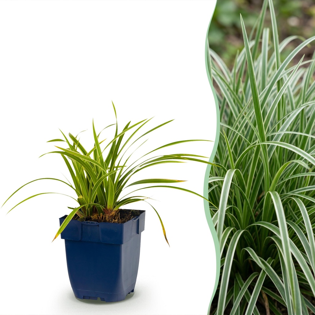 Gräser - Carex morrowii Ice Dance - Japanische Segge - Immergrün - Creme-Grün - 1 Pflanzen - Topf 11cm - Höhe 15-25cm