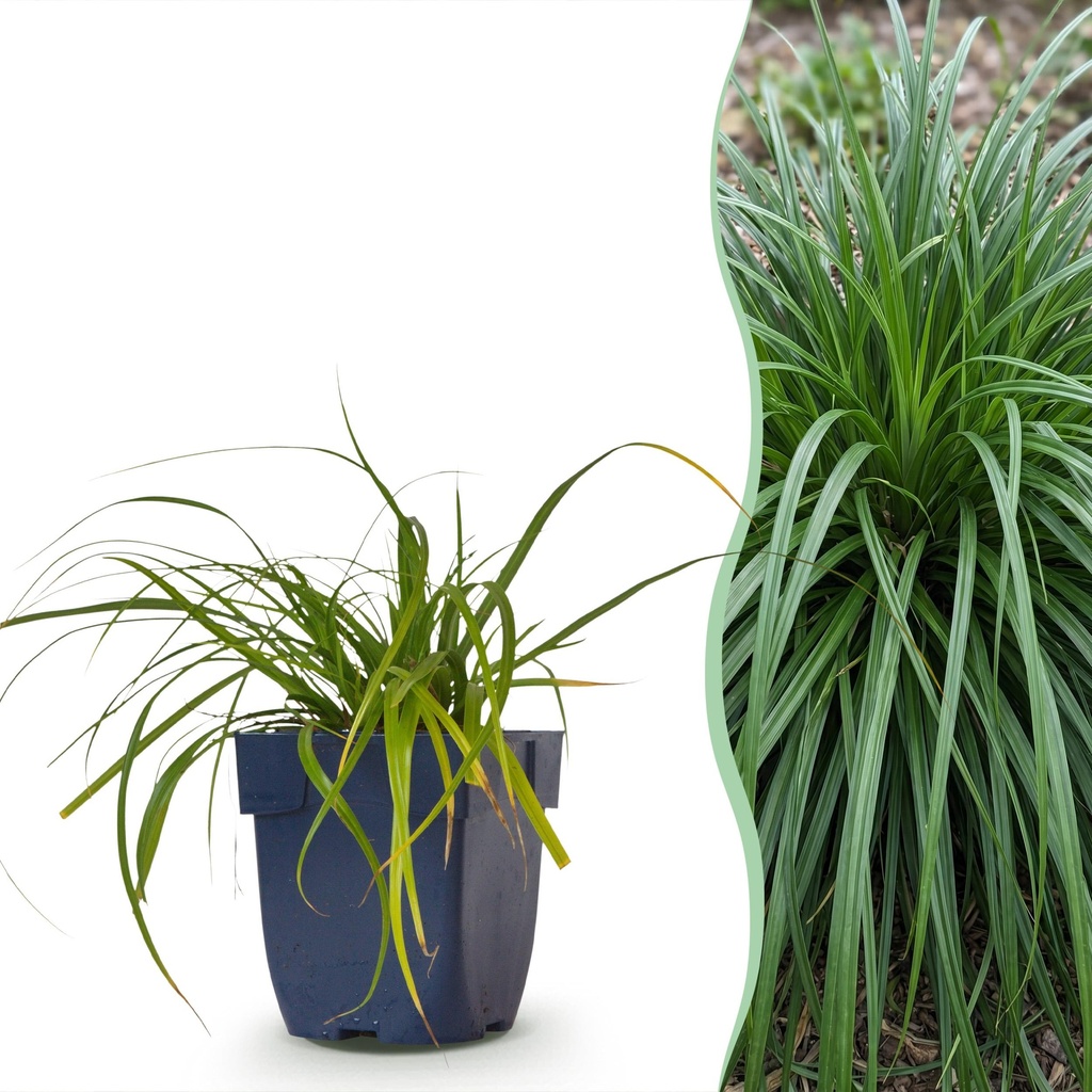 Gräser - Carex oshimensis Evergreen - Japanisches Sauergras - Immergrün - Grün - 1 Pflanzen - Topf 11cm - Höhe 15-25cm